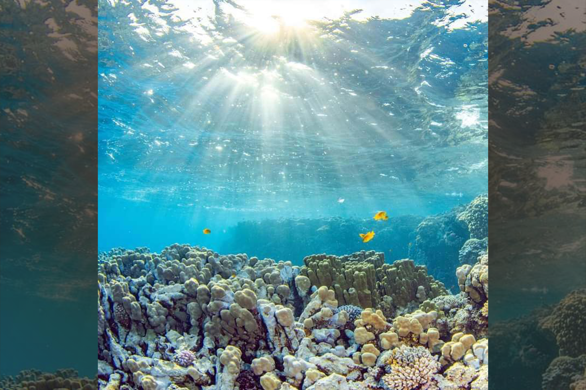 The Red Sea is famous for its vibrant marine life and crystal-clear waters. Whether you're lounging on soft white sands or taking a dip in the warm, turquoise sea, the Red Sea coast offers the perfect blend of relaxation and beauty.